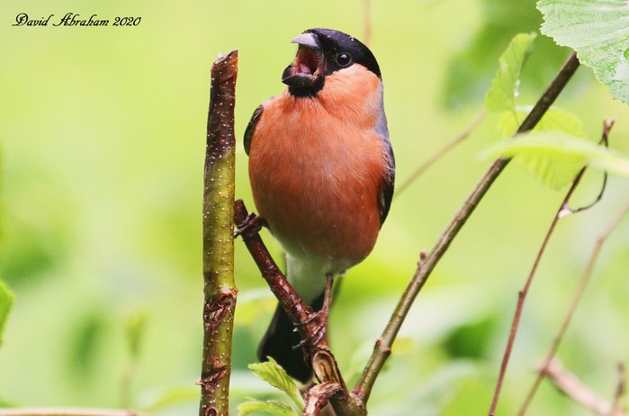 Bullfinch