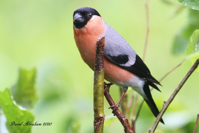 Bullfinch 