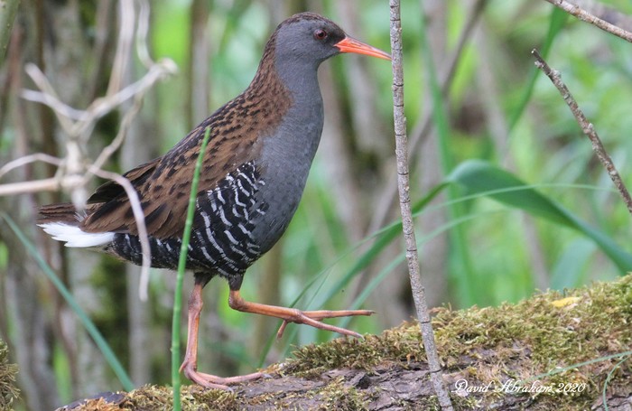 Water Rail
