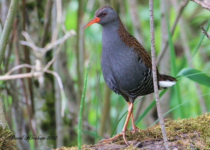Water Rail