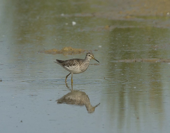 Wood Sandpiper