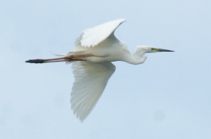 Great White Egret