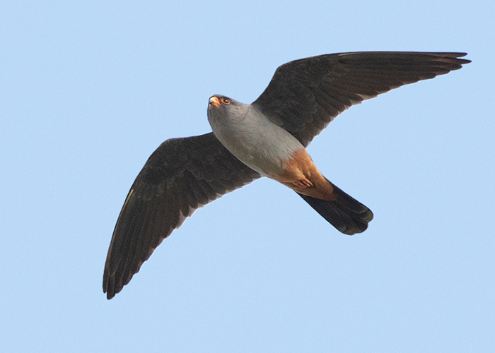 Red-footed Falcon