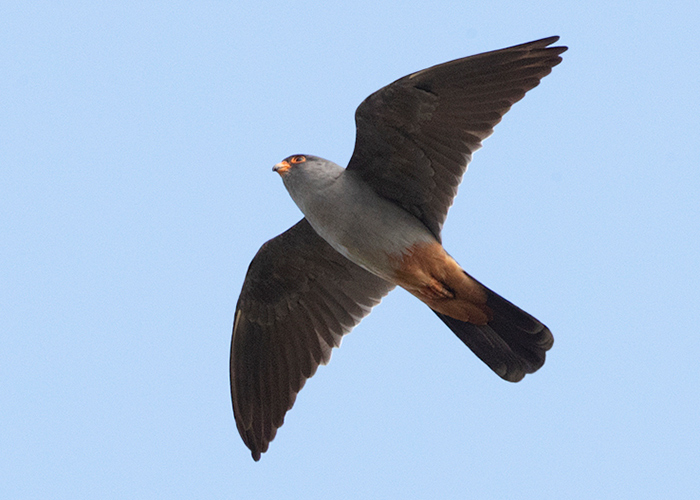 Red-footed Falcon