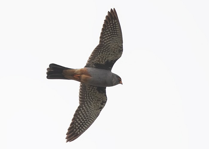 Red-footed Falcon