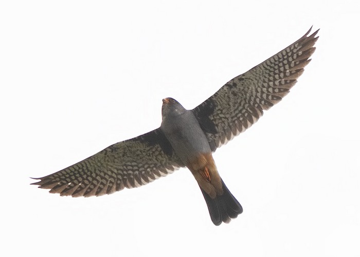 Red-footed Falcon
