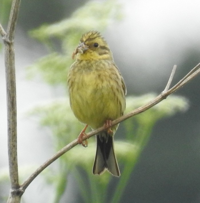 Yellowhammer