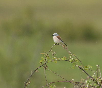 Red-backed Shrike