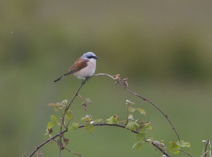 Red-backed Shrike