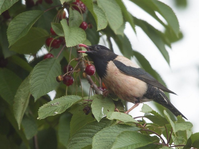 Rose-coloured Starling