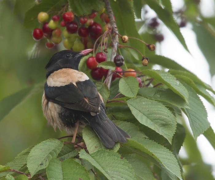 Rose-coloured Starling