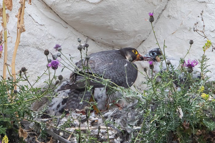 Peregrine