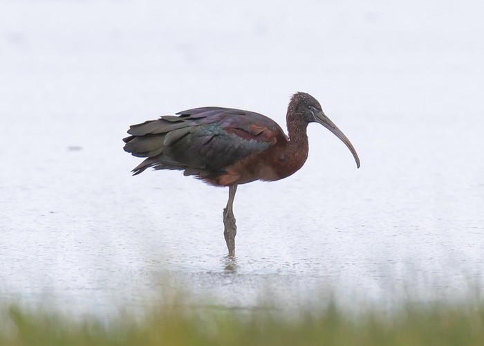 Glossy Ibis