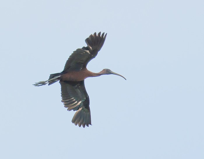 Glossy Ibis