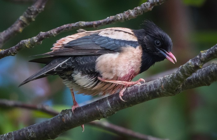 Rose-coloured Starling