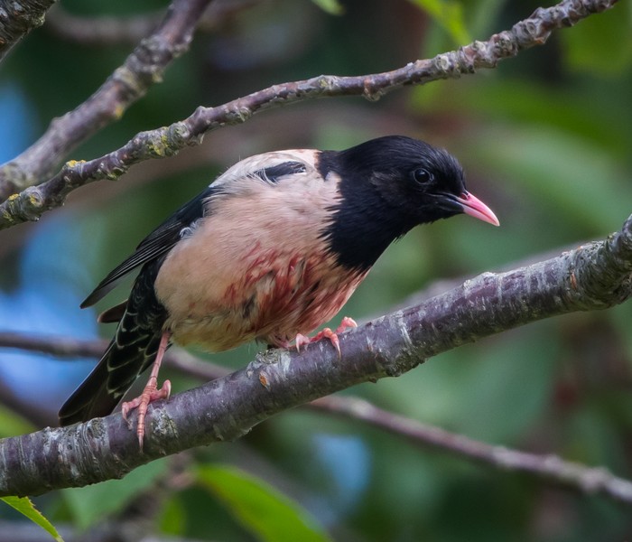 Rose-coloured Starling