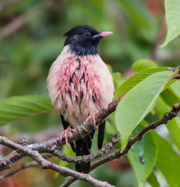 Rose-coloured Starling