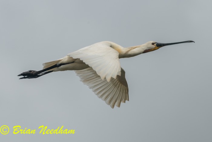 Spoonbill