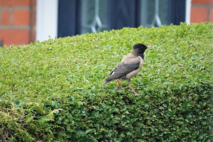 Rose-coloured Starling 