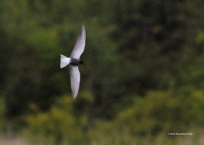Black Tern