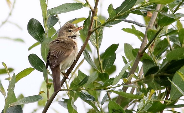 Marsh Warbler