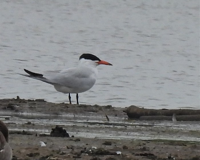 Caspian Tern