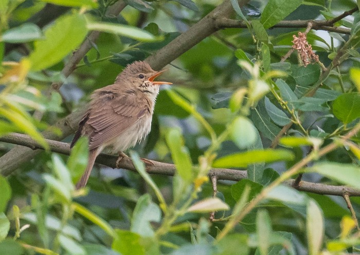 Marsh Warbler