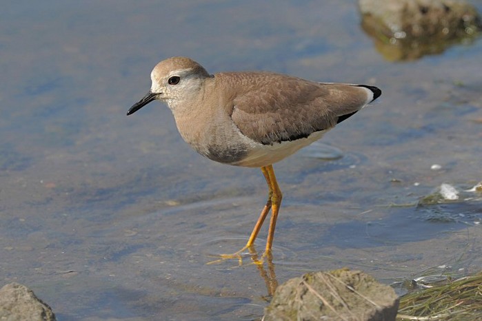 White-tailed Plover
