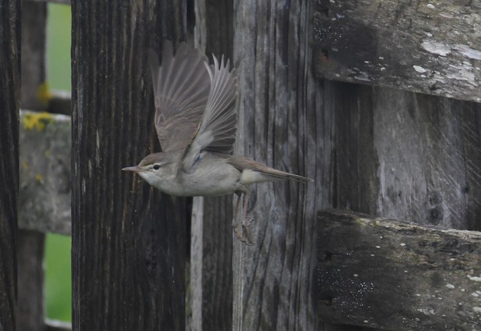Blyth's Reed Warbler