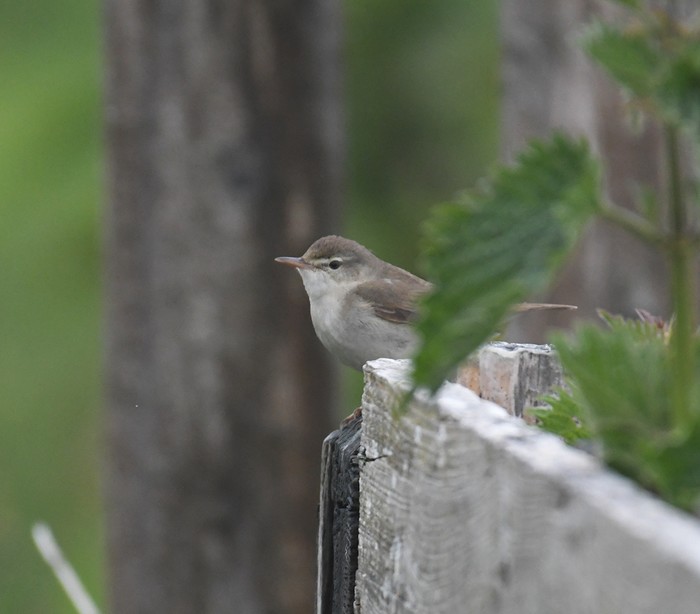 Blyth's Reed Warbler