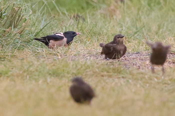 Rose-coloured Starling