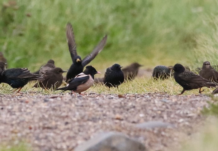 Rose-coloured Starling