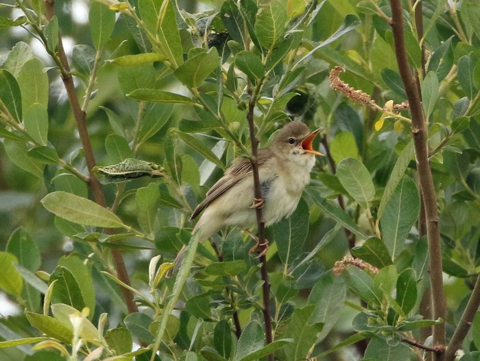 Marsh Warbler