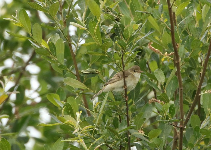 Marsh Warbler