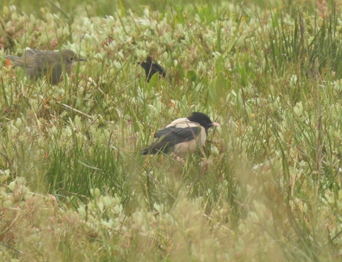 Rose-coloured Starling