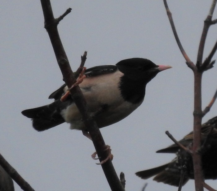 Rose-coloured Starling
