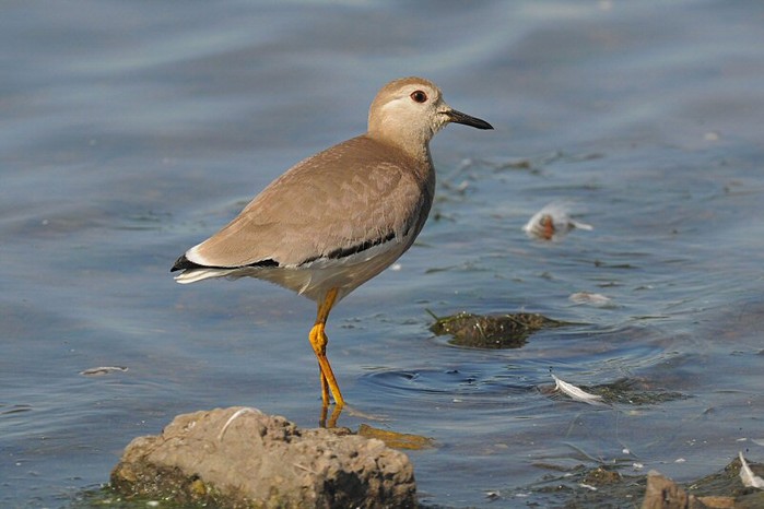 White-tailed Plover