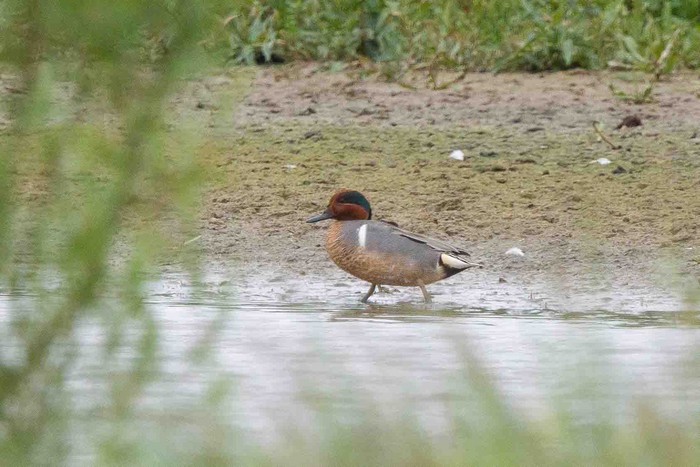 Green-winged Teal
