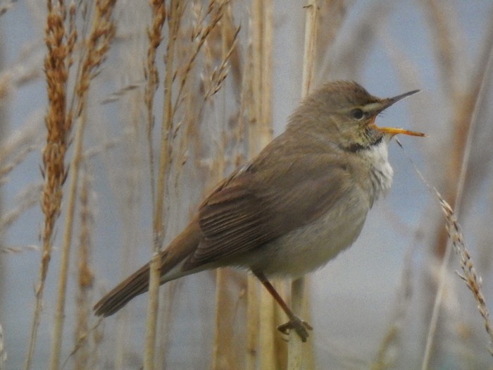 Blyth's Reed Warbler