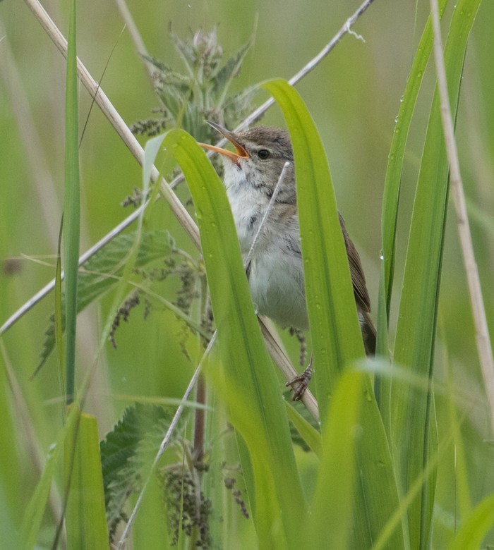 Blyth's Reed Warbler
