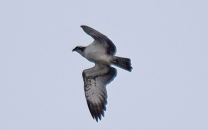 Osprey