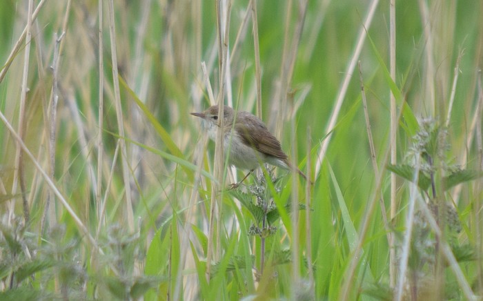 Blyth's Reed Warbler