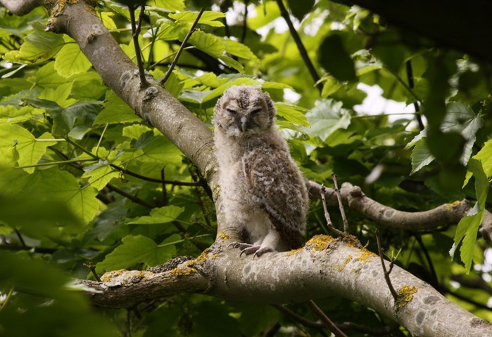 Tawny Owl