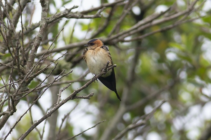 Red-rumped Swallow