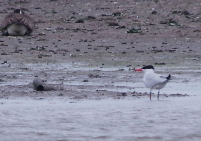 Caspian Tern