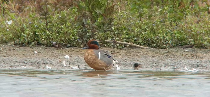 Green-winged Teal