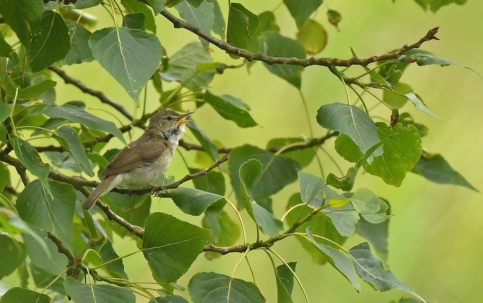 Blyth's Reed Warbler
