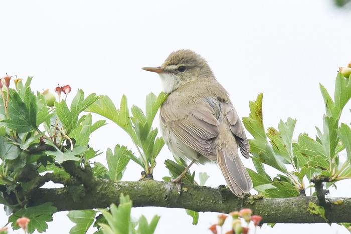 Blyth's Reed Warbler