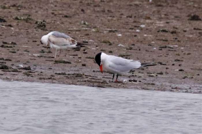 Caspian Tern