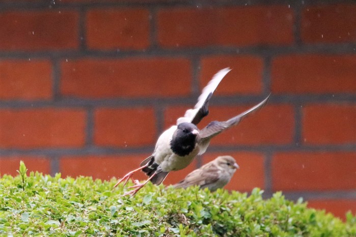 Rose-coloured Starling